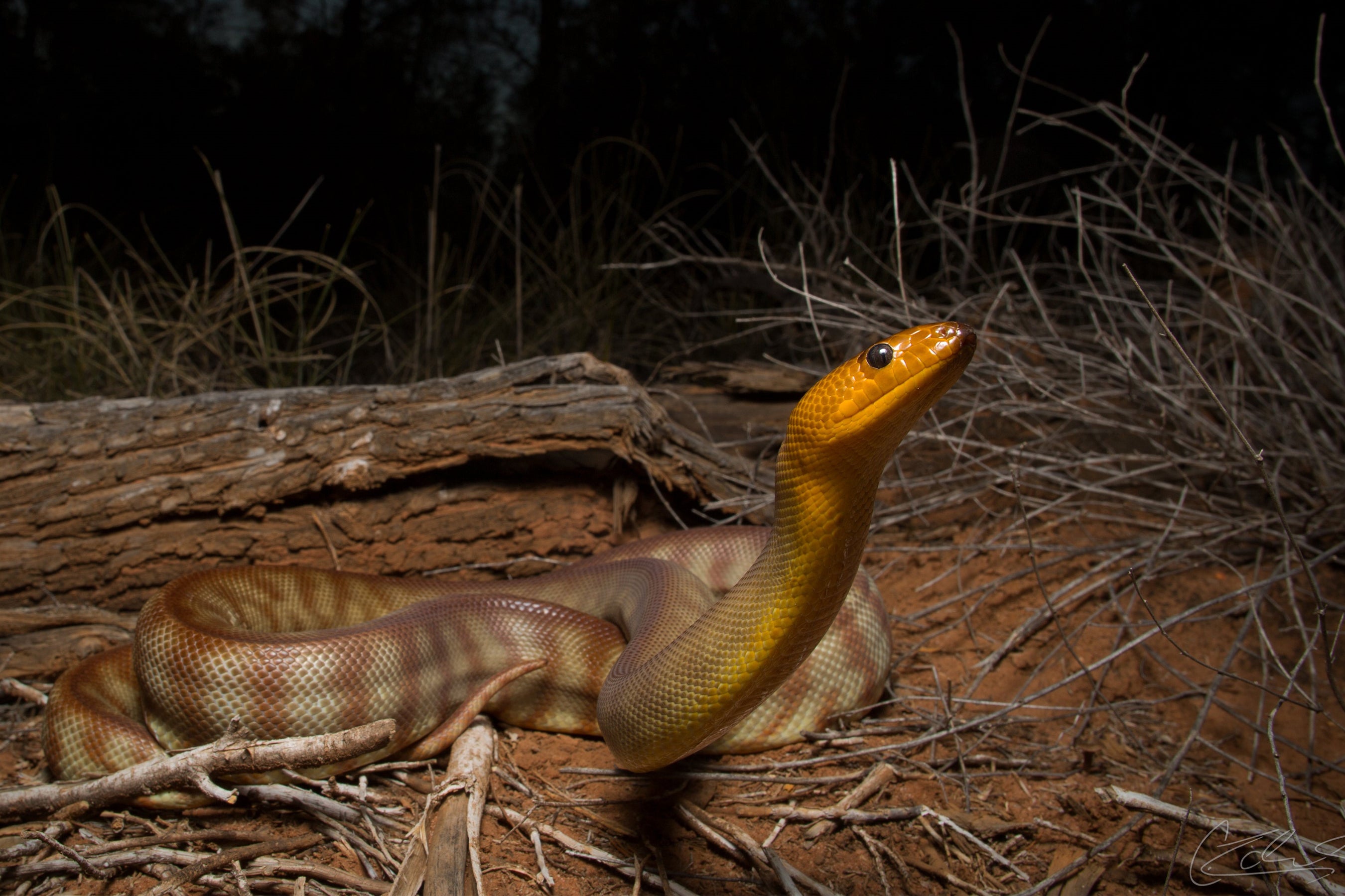 Snakes Can Hear You Scream, New Research Reveals